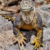 iguana_land_spz_v_0155_ecu1854.jpg